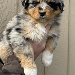Linen - Blue merle female Australian Shepherd puppy in Selah, Washington from Bear Creek Aussies