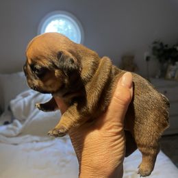 Theo - Fawn male French Bulldog puppy in Shelbyville, Kentucky from Hidden Hickories Farm