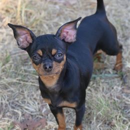 Tiny tink - Chihuahua