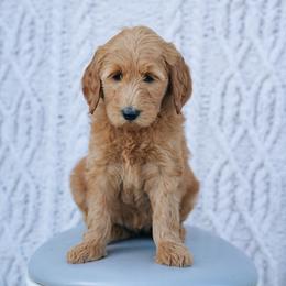 Teal collar girl - Moana - Red  female Goldendoodle puppy in Duncan, South Carolina from Abner Creek Poodles & Doodles