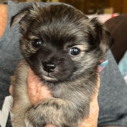 Flag - Chocolate brindled fawn male Chihuahua puppy in Tecumseh, Oklahoma from Callie’s Happy Chihuahuas, Callie’s Happy Treasures LLC