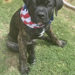 Cane Corso Puppies from Ragnarok kennels