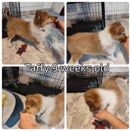 Taffy  (service dog program) - Collie puppy from The Hart of Fair Bluffs Collies