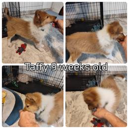 Taffy  (service dog program) - Collie puppy from The Hart of Fair Bluffs Collies
