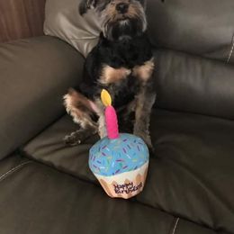 Yorkshire Terrier All Grown Up from T’s Posh Pups