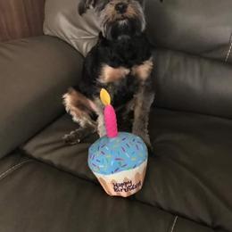 Yorkshire Terrier All Grown Up from T’s Posh Pups