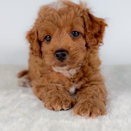 Pepper Jack - Red male Cockapoo puppy in Pledger, Texas from Sugarbear Cockapoos