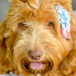 Fifi - Cockapoo