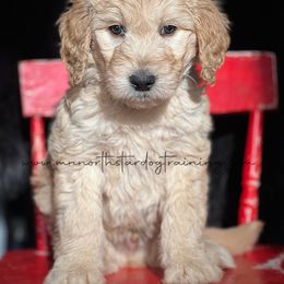 Douglas - Cream Goldendoodle puppy in Lancaster, Minnesota from North Star Dog Training
