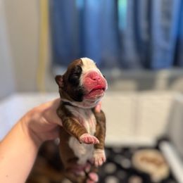 Girl 1 - Fawn female Boxer puppy in Spokane, Washington from Rose’s Supercharged Boxers