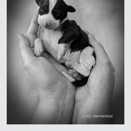 Italian Greyhound Puppies from Alura Italian Greyhounds