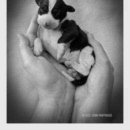 Italian Greyhound Puppies from Alura Italian Greyhounds