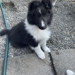 Hatter - Black and white male Shetland Sheepdog puppy in Spanaway, Washington from Luxe Shetland Sheepdogs