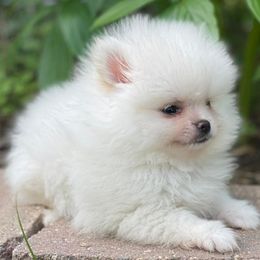 Pomeranians from Crystal Pomeranian