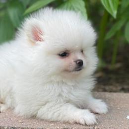 Pomeranians from Crystal Pomeranian