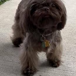 Lexi - Shih Tzu