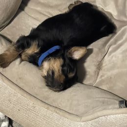Yorkshire Terrier Puppies from K’s Yorkies