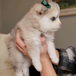 Pomsky Puppies from Bluebird House of Pomsky
