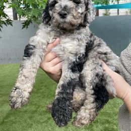 "Two" Goldendoodle Puppies from Simply Doodles Ojai