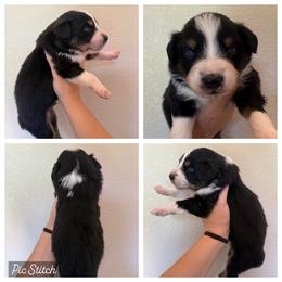 Jade - Black tri-color male Australian Shepherd puppy in Iola, Texas from MK Aussies