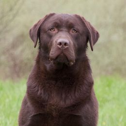 Thorin - Labrador Retriever
