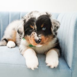 Baxter - Blue merle male Miniature American Shepherd puppy in Elmwood Park, Illinois from HuskiesAndGoldensWithFinesse