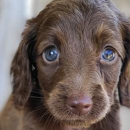 Dachshunds from ARRK Dachshunds