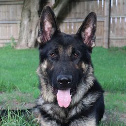 Stavo - German Shepherd