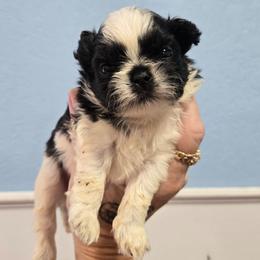 Chimney - Black and white male Shih Tzu puppy in Carthage, Missouri from Cooley's Cuddle Pups
