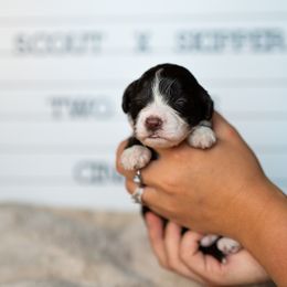 Labrador Retriever and Portuguese Water Dog Puppies from Hilltop Portuguese Water Dogs