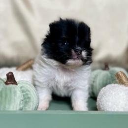 Pomeranians from Rare Beauty Pomeranian