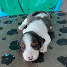 Spot - Dapple male Dachshund puppy in Hawley, Texas from Foxy’s Dachshunds & Toy Aussies