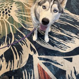 Kevin - Siberian Husky