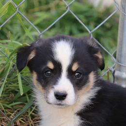 Guy Fieri - Black and tan male Pembroke Welsh Corgi puppy in Stilwell, Oklahoma from Barton Farms Corgis