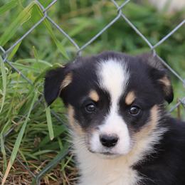 Guy Fieri - Black and tan male Pembroke Welsh Corgi puppy in Stilwell, Oklahoma from Barton Farms Corgis
