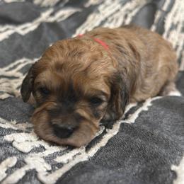 Ginger - Sable female Cavapoo puppy in Spokane, Washington from PJE Cavs and Poos