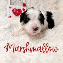 Marshmallow Fluff - Black and white male Bernedoodle puppy in Boiling Springs, South Carolina from OlliePups, LLC