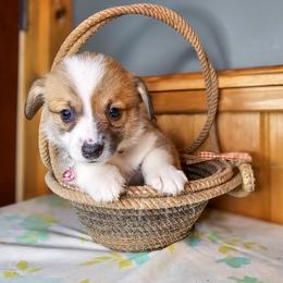 Miss Hannah - Red female Pembroke Welsh Corgi puppy in Fortine, Montana from North Star Pembroke Welsh Corgi's