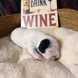 Moscato - White and black female Dalmatian puppy in Claremore, Oklahoma from Lotsofdots Dalmatians