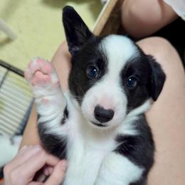 Snoop Dawg (Blue collar) - Black and white male Cardigan Welsh Corgi puppy in Omaha, Arkansas from DnD Corgis