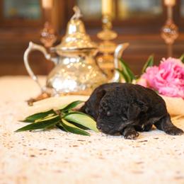 Poodle Puppies from Setting the Standard Poodles