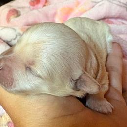 Oliver (tan collar) - Cream male Maltipoo puppy in Prague, Oklahoma from Playful Paws Maltese and Maltipoos