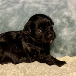 Boy 2 - Black male Shihpoo puppy in Tropic, Utah from Lady Paws-Kara