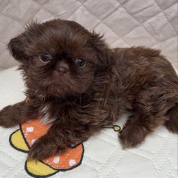 Kitara - Chocolate female Shih Tzu puppy in Orange, California from Shih Tzu Hauz