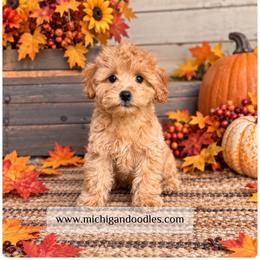 Sammy - Apricot male Goldendoodle puppy in Swartz Creek, Michigan from Michigan Doodles