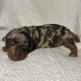 Gracie - Chocolate and tan female Dachshund puppy in Mocksville, North Carolina from The Dachs of Hazzard Dachshunds