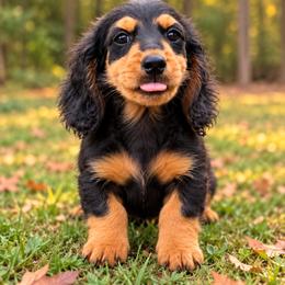 Tank - Black and tan male Dachshund puppy in Dinwiddie, Virginia from East Coast Dachshunds
