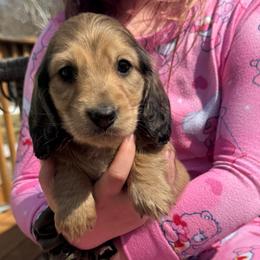 Boy 2 - Cream male Dachshund puppy in Rio, Wisconsin from Three K Miniature Dachshunds