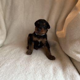 Jake - Black and tan male Airedale Terrier puppy in Thomasville, North Carolina from Beitzel Babies