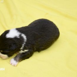 Australian Shepherd and Cavalier King Charles Spaniel Puppies from FairWilde Farm